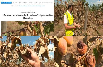 France:Après les vignes,des abricots n'ont pas résisté à la canicule dans les Pyrénées-Orientales. La canicule a littéralement brûlé arbres et fruits du jamais vu  (video media fr)