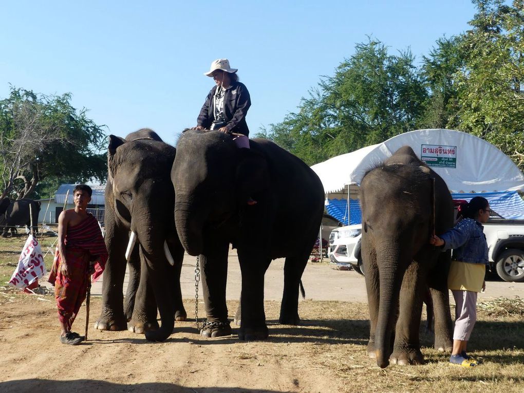 Il faut comprendre que ces animaux sont domestiqués et que leur sort, certes pas forcément enviable, n’est pas très différent de celui des chevaux en Europe ou des dromadaires dans le Monde Arabe par exemple.