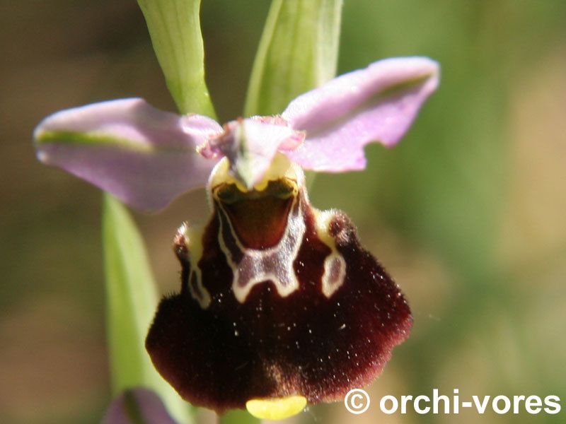 Les orchidées de crussol mai 2011