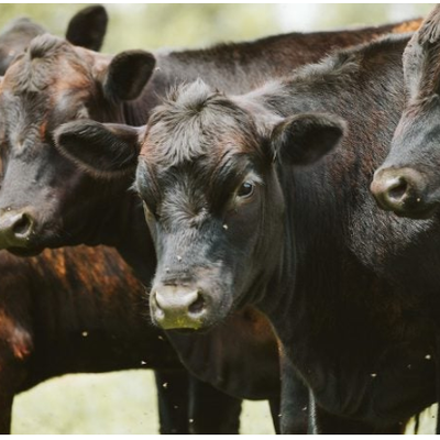 Les promesses politiques se heurtent à la réalité du cycle bovin et aux prévisions aux USA