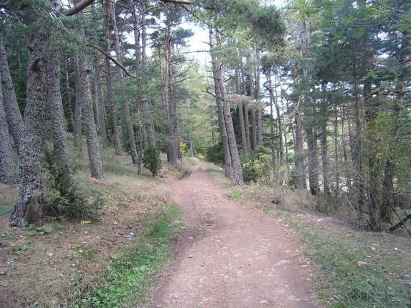 Roaffan est un petit patelin situé au dessus du village des Costes dans la vallée du Champsaur. C'est un lieu vraiment magique où les Forêts vastes et profondes tutoient les Montagnes majestueuses aux pics acérés. C'est un lieu de contrastes qui nous invite au calme et à l'introspection. Pénétrer dans ces Forêts, c'est un peu comme pénétrer dans un sanctuaire, un endroit béni des Dieux. 