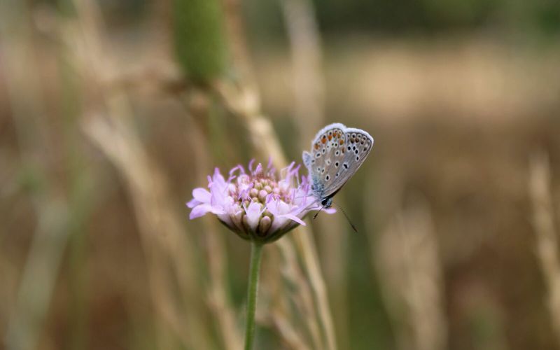 Papillons