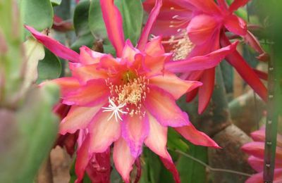 Epiphyllum Dragon Heart