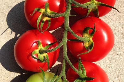 Photo de sépales jaunes sur une grappe de tomate, comment récolter pour éviter les sépales jaunes