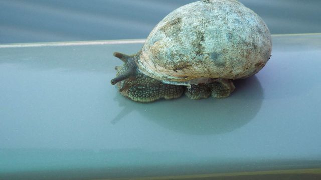 Hugo l'escargot profite de se promener une dernière fois avant d'être mangé 