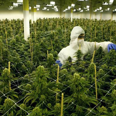 Imperial Brands a des vues sur le marché du cannabis