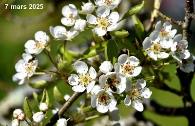 Fleurs de printemps, espoir de l'été