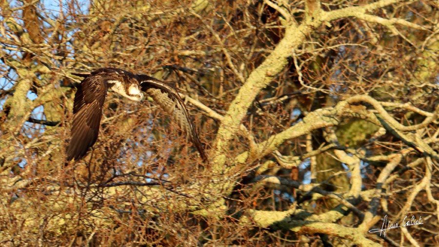 Balbuzard pécheur à Ondres et au marais d'Orx