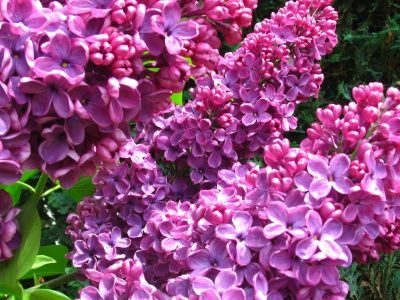 Fleurs sauvages du jardin