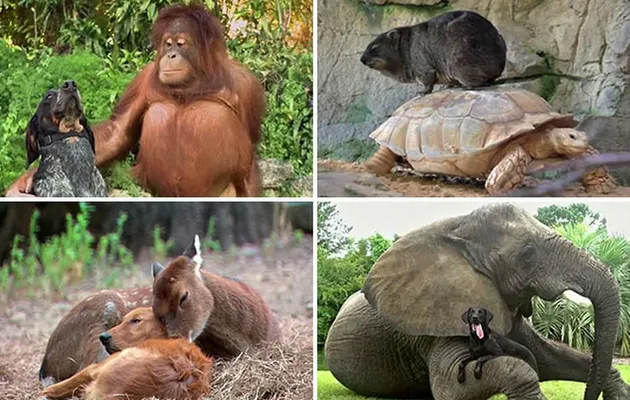 Vidéo trop mimi d'amitié entre des animaux d'espèces différentes