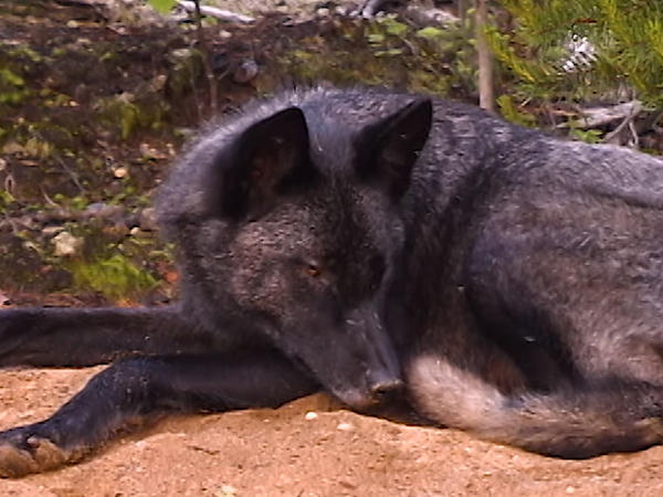 Au Pays du Loup (#17)