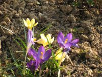 Quelques floraisons du moment : Jonquilles, Crocus, Euphorbes, Hellébores, Consoude, Sarcococca, Prunus et première fleur de Camélia !