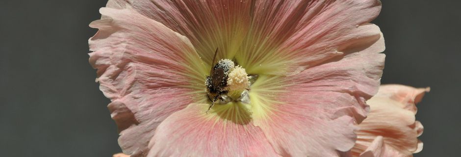 Des pollinisateurs au travail, protegeons-les !!