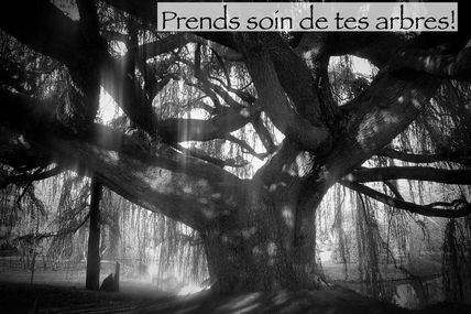 Prends soin de tes arbres! 