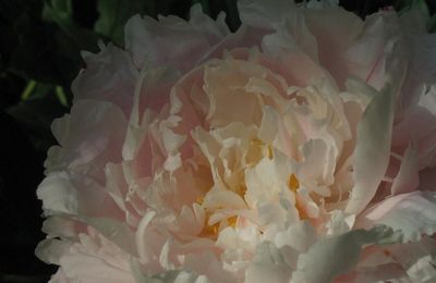 LES PIVOINES DE CHRISTIAN BOBIN