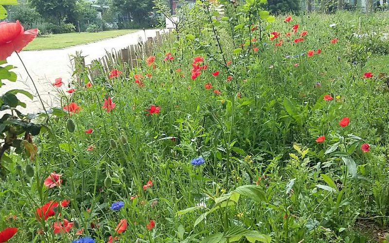 Le conseil de quartier au jardin ce Samedi 22 Juin