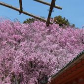 Début à mi-avril : Les cerisiers Shidalè-zakura (Jardin du sanctuaire de Héian à Kyôto) - Magnifique Mendokusai Japon !