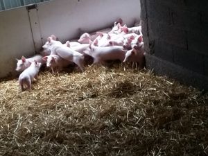 Les premières photos de notre sortie à la ferme