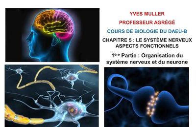 Chapitre 5 - 1ère Partie : Organisation du système nerveux et du neurone -