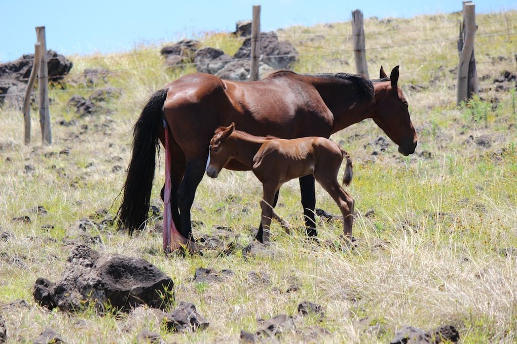 Les chevaux