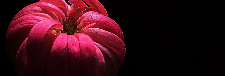 Fleurs de chrysanthème