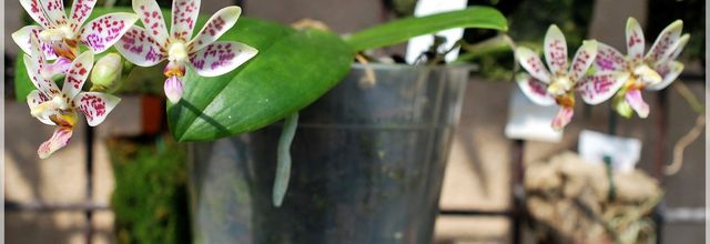 Phalaenopsis tetraspis x finleyi