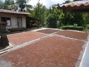 Les épices sèchent au soelil au bord des routes dans les villages
