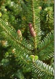 ABIES PECTINATA, Sapin blanc