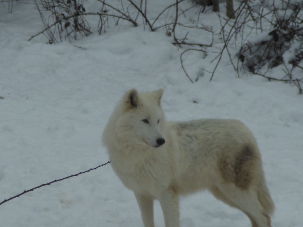 Une de mes plus belles rencontres avec un passionné de loup et les loups du parc du Gévaudan A voir aussi Superbe 
http://sylvain.loup.org/album/