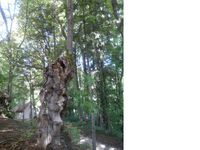 Avec la découverte d'un arbre remarquable près de la chapelle de St Maurice que Bernadette nous a fait découvrir !!!