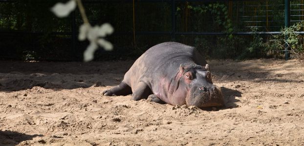 Les hippopotames au Zoo de La Palmyre - août 2023...