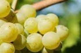 #Seyval Blanc Producers Michigan Vineyards