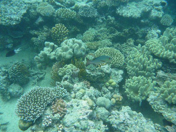 Album - Great Barrier Reef