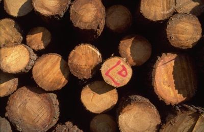 Quelle bois choisir pour cuire au bois ?