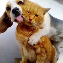 Comme chien et chat