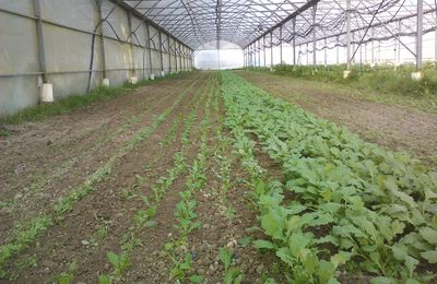 Les légumes bottes pour mai