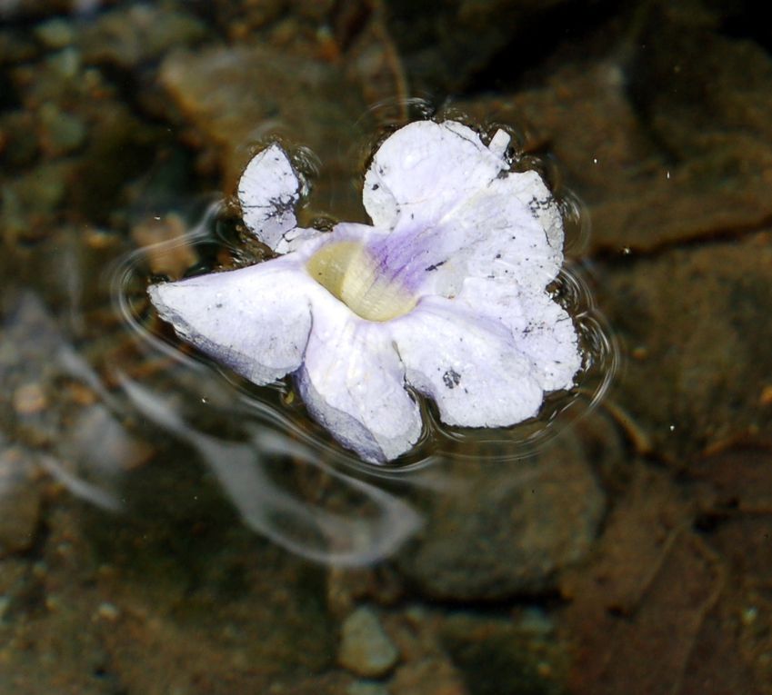 Album - Bassin-des-amoureux--