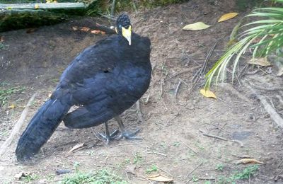Zoo de Guyane #2 : les animaux à plumes et à écailles