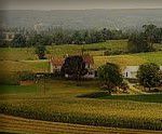 #Red Gamay Producers Pennsylvania Vineyards