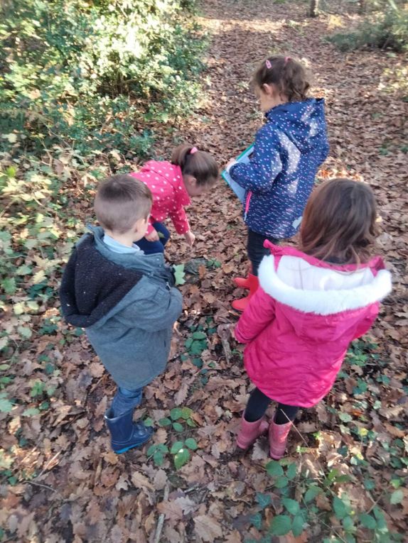 Ballade d'AUTOMNE  en forêt  pour les MS/GS 