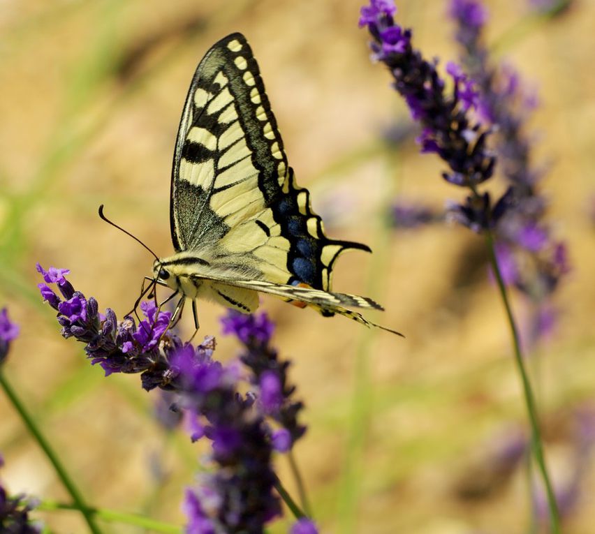 Album - Macro-Papillons