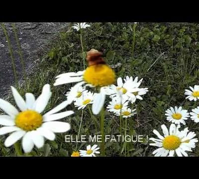 DEUX INSECTES COPULENT -