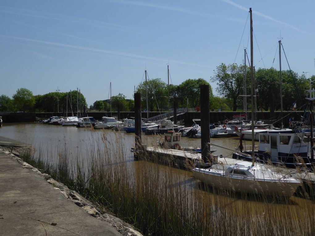 Sortie nature 21 avril 2018: Oiseaux nicheurs des marais du blayais (St Ciers sur Gironde et Braud et Saint Louis) et son album