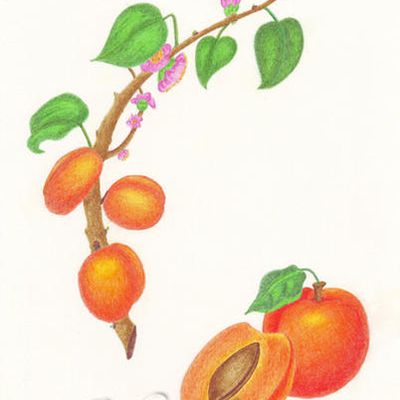 L'abricotier - Partir I : Dessin Branche et Fruit