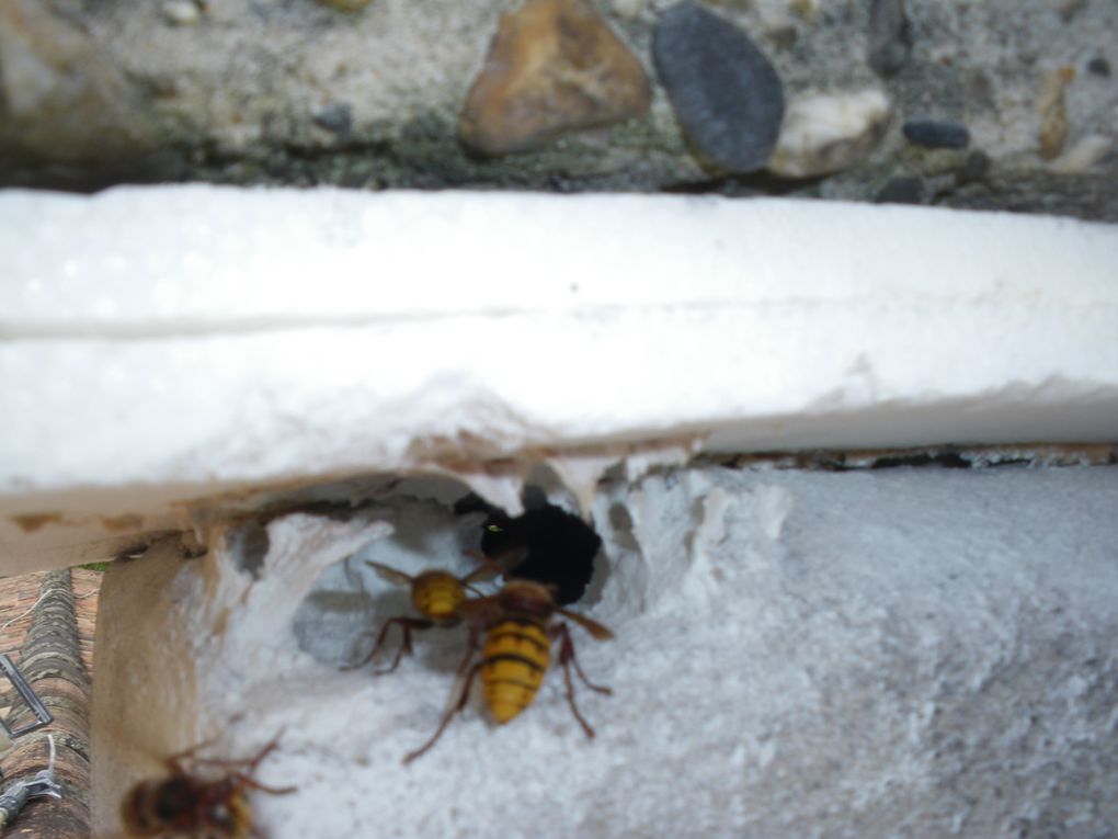 Vous trouverez des photos frelons européens le vespa crabo, des photos de ffrelons asiatiques vespa velutina,et des guêpes.