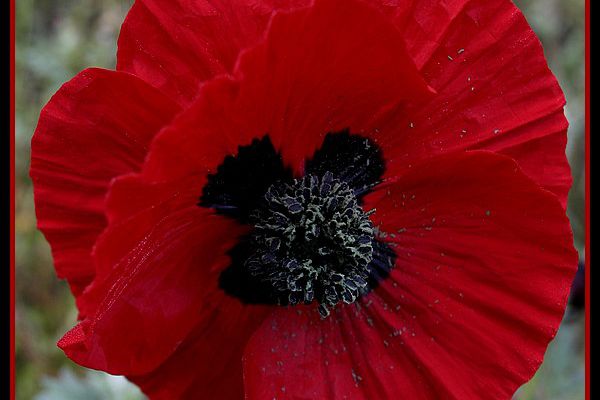 Coquelicots