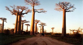 Album - Madagascar