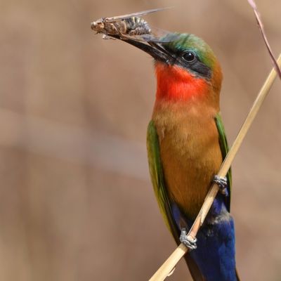 Pomme de terreConciliant609519