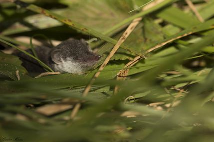 Musaraigne bicolore (Crocidura leucodon)