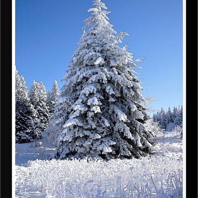 Sapin de Noël à la Poutouille